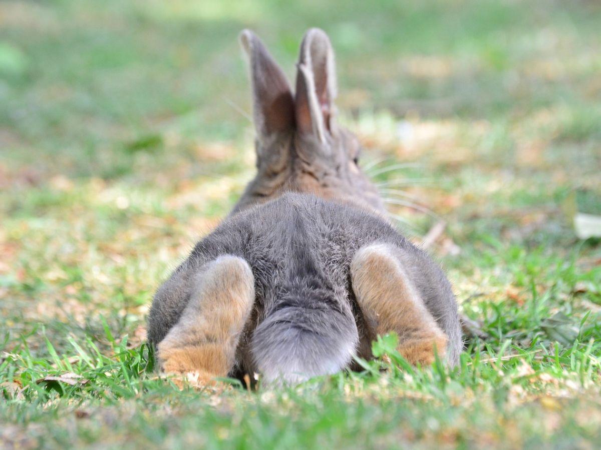 Bien-être animal : les lapins aussi ont besoin d'espace Bien-être animal : les lapins aussi ont besoin d'espace