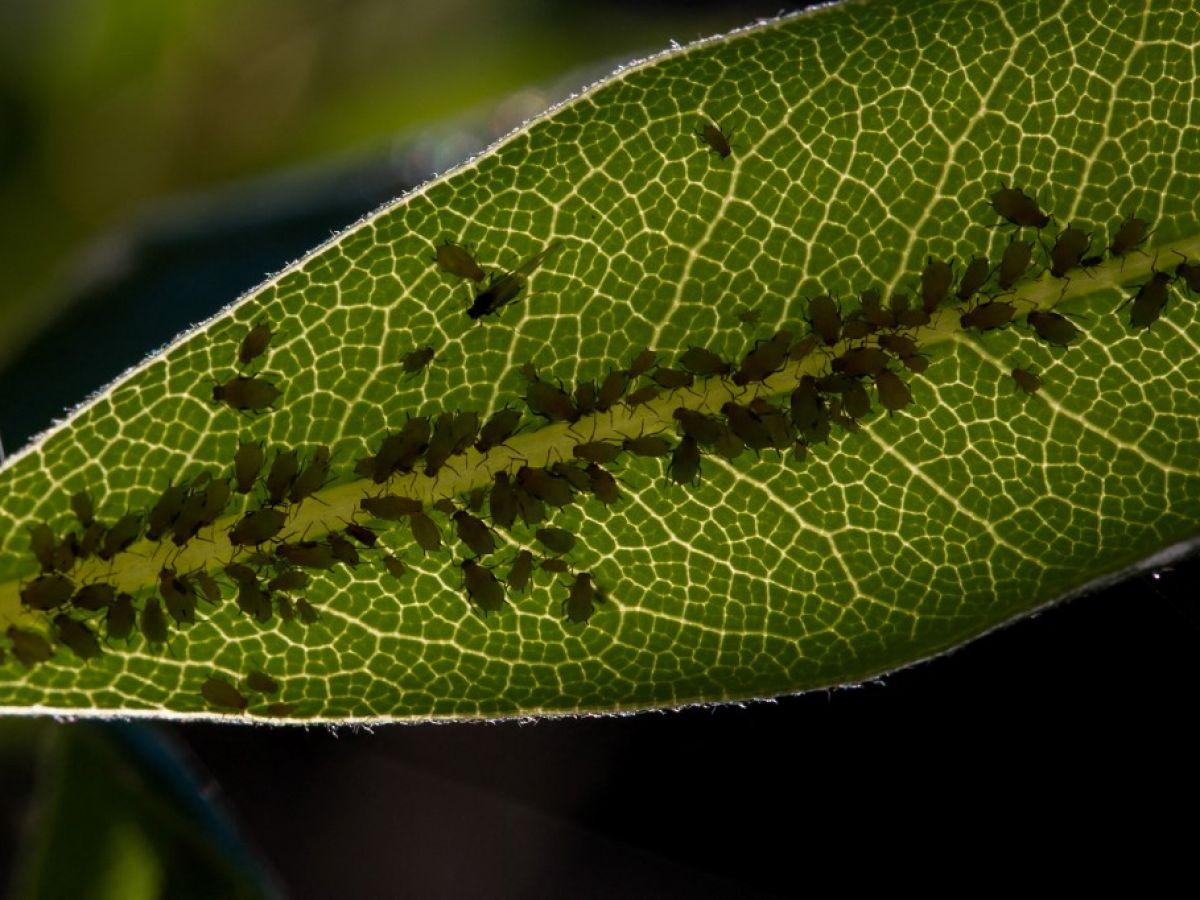 Biomimétisme : le puceron pousse les chercheurs à révolutionner le cathéter Biomimétisme : le puceron pousse les chercheurs à révolutionner le cathéter