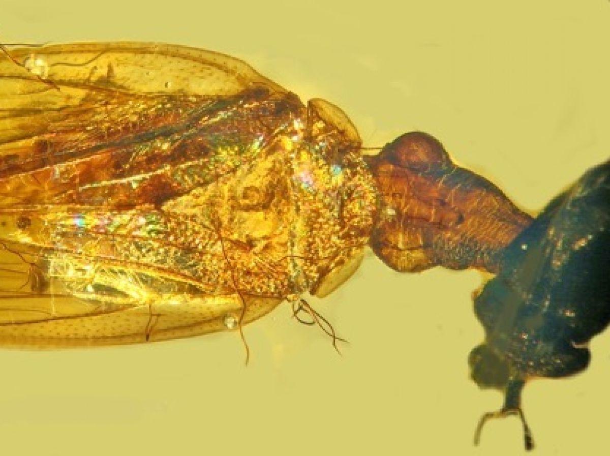 Les fins détails anatomiques d'une nouvelle espèce d'insecte préservée dans l'ambre Les fins détails anatomiques d'une nouvelle espèce d'insecte préservée dans l'ambre