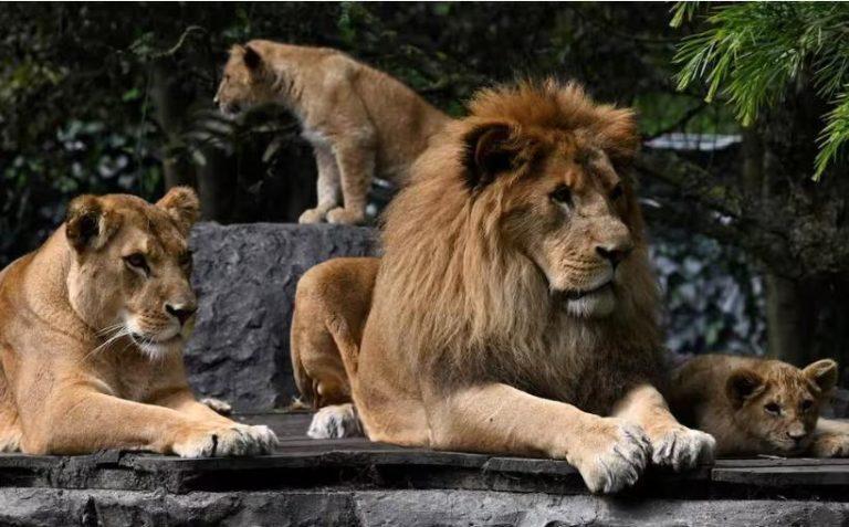 Slovaquie : des lions dévorent le propriétaire d’un zoo privé, une histoire tragique Slovaquie : des lions dévorent le propriétaire d’un zoo privé, une histoire tragique