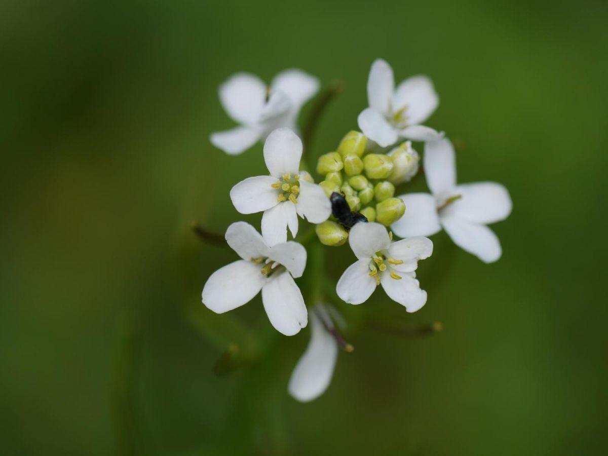 Les plantes réagissent différemment lorsqu'elles sont touchées et lorsque le contact s'arrête Les plantes réagissent différemment lorsqu'elles sont touchées et lorsque le contact s'arrête