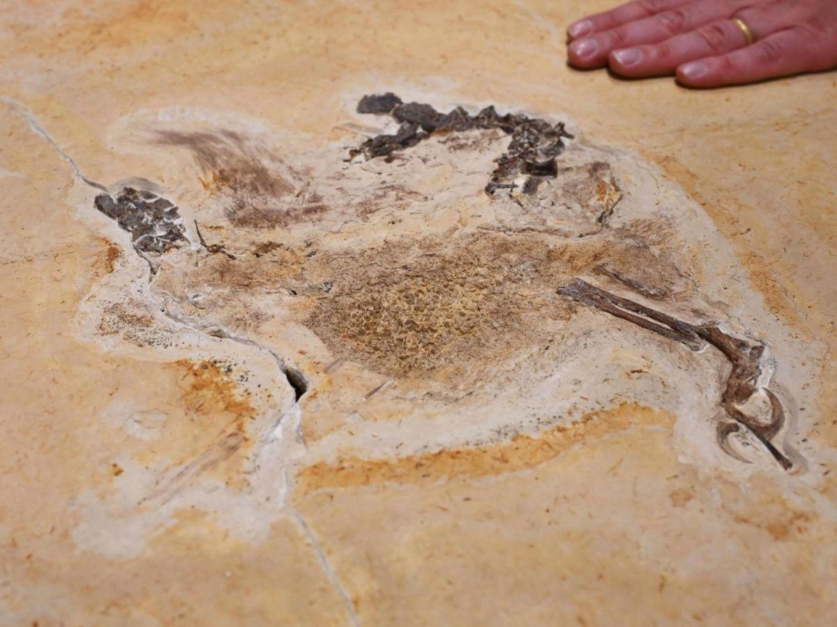 Le fossile d'un étrange dinosaure restitué au Brésil par l'Allemagne