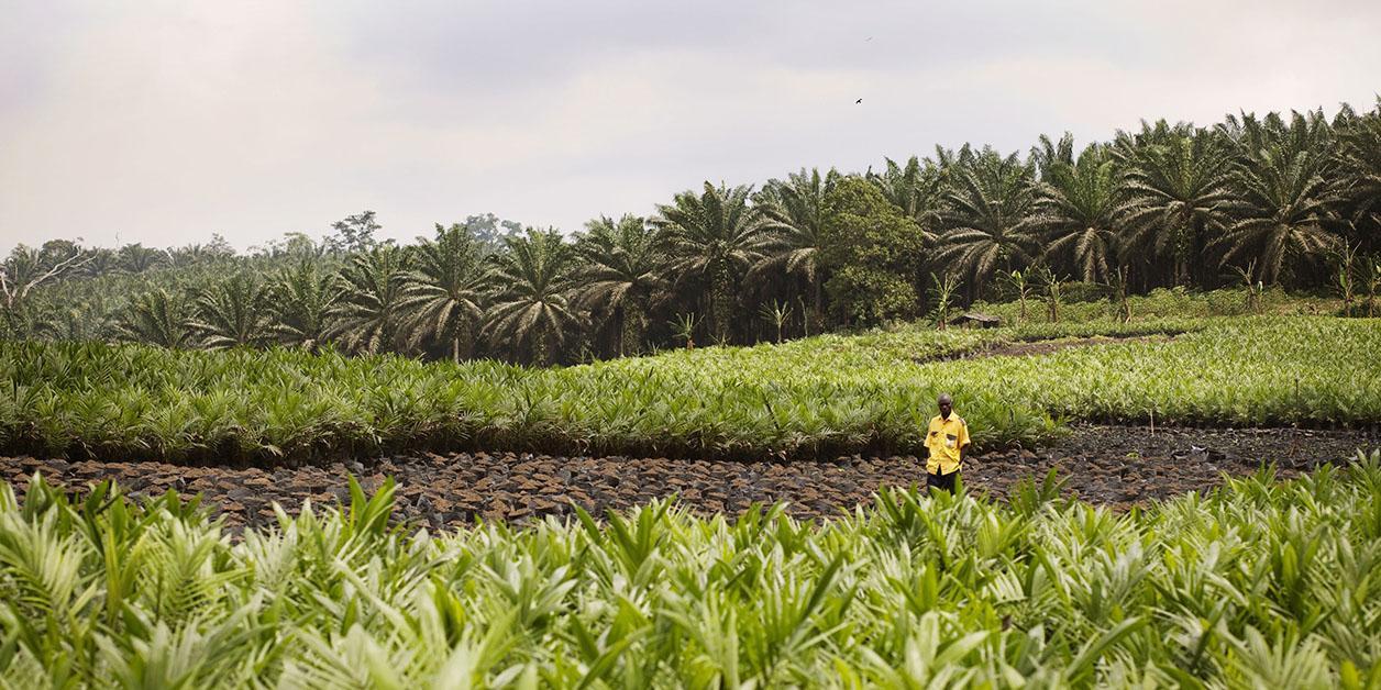 Cinq denrées stratégiques pour la sécurité alimentaire de l’Afrique Cinq denrées stratégiques pour la sécurité alimentaire de l’Afrique