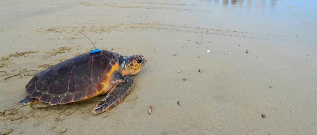 Sur l'Île de Ré, des tortues retrouvent l'océan après avoir été soignées Sur l'Île de Ré, des tortues retrouvent l'océan après avoir été soignées