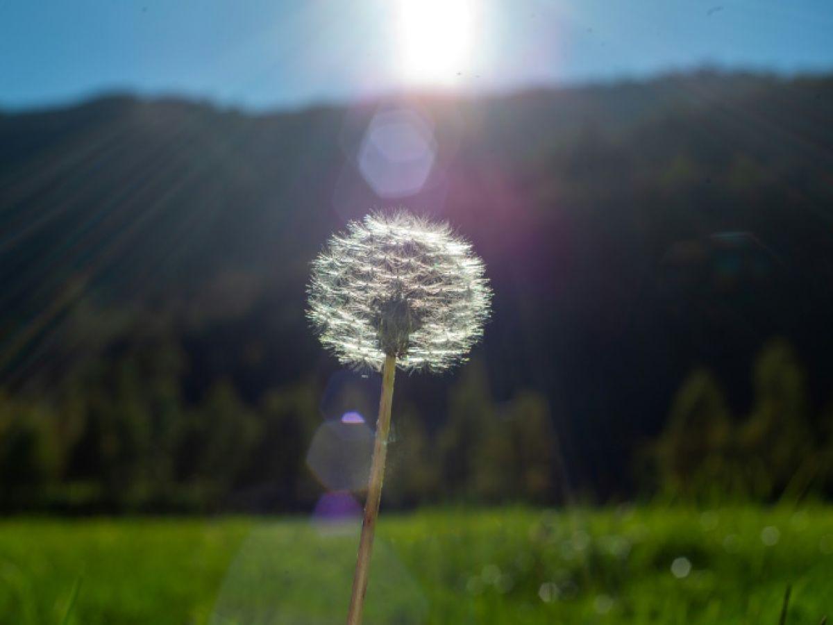 Saison des pollens : les laboratoires s'activent face aux allergies Saison des pollens : les laboratoires s'activent face aux allergies