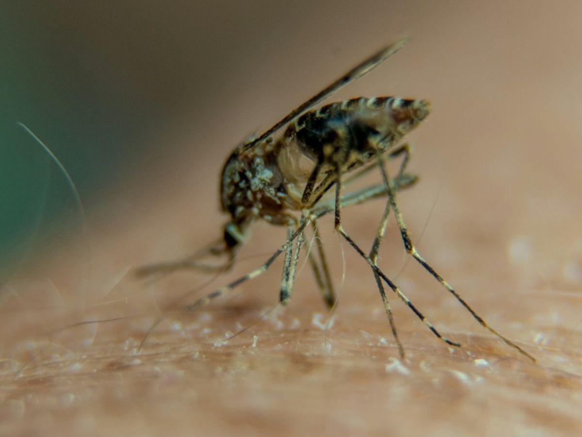 Le vaccin anti-chikungunya de Valneva enregistre des résultats prometteurs Le vaccin anti-chikungunya de Valneva enregistre des résultats prometteurs