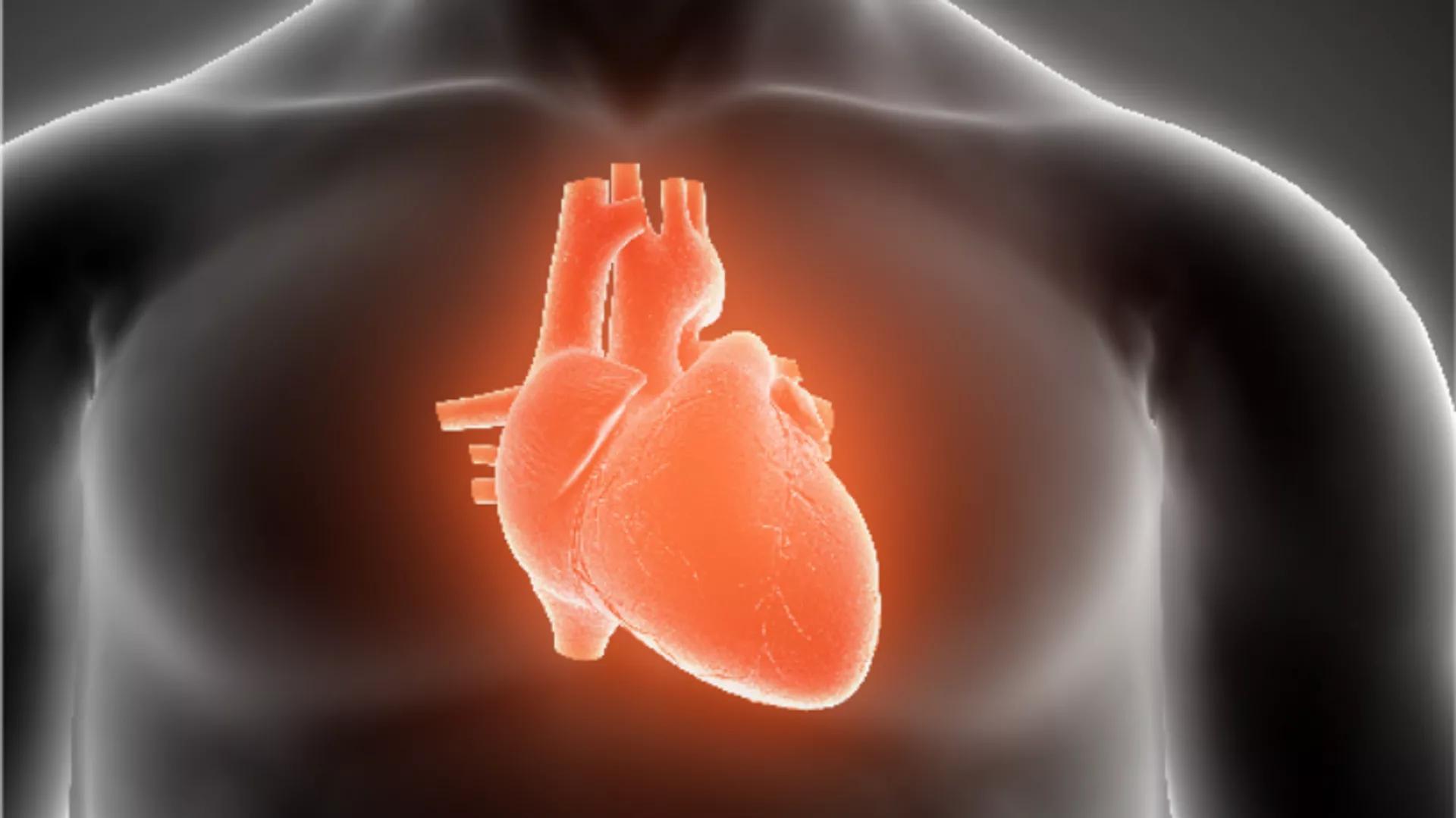 'Dead' Hearts Could Be 'Reanimated' and Transplanted, Scientists Claim 'Dead' Hearts Could Be 'Reanimated' and Transplanted, Scientists Claim