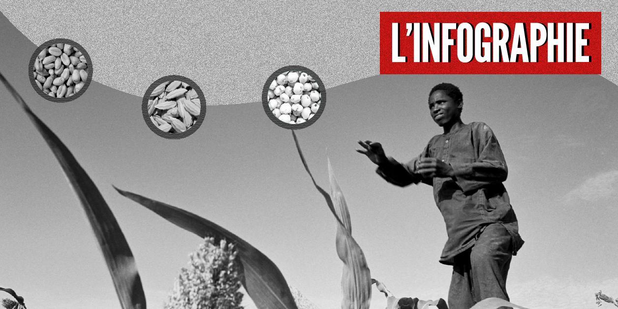 Accord sur les céréales : comment l’Afrique peut sortir de sa dépendance Accord sur les céréales : comment l’Afrique peut sortir de sa dépendance