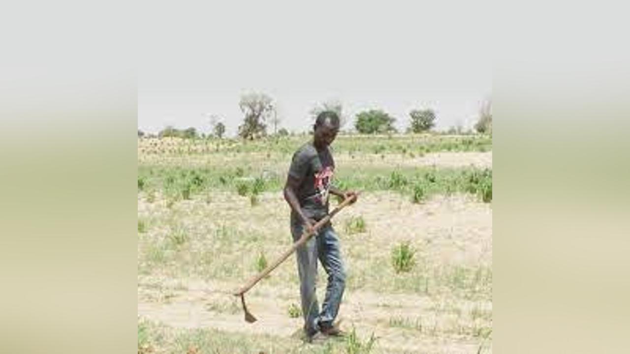 Tahoua : la quasi-totalité des villages ont effectué les semis Tahoua : la quasi-totalité des villages ont effectué les semis