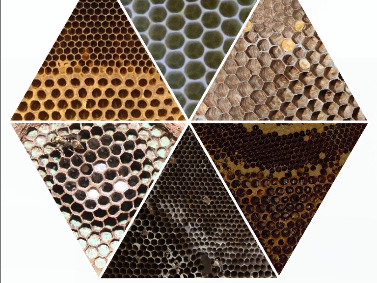 Pourquoi les nids des abeilles et des guêpes se ressemblent-ils autant ? Pourquoi les nids des abeilles et des guêpes se ressemblent-ils autant ?