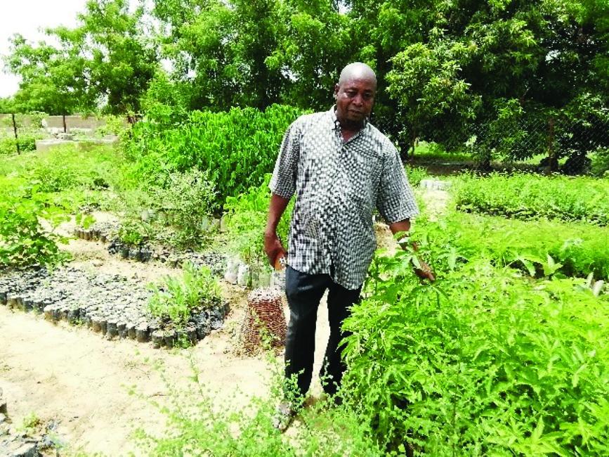 Sani Abba Rabé, pépiniériste : 70.000 plants d’espèces végétales produits pour restaurer la végétation du Lac Sani Abba Rabé, pépiniériste : 70.000 plants d’espèces végétales produits pour restaurer la végétation du Lac