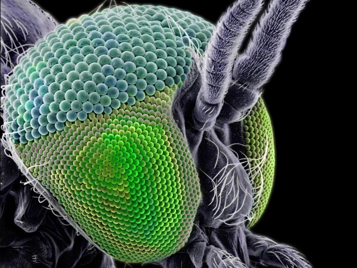 La hausse du nombre de mouches noires, insectes mordeurs, inquiète l'Espagne La hausse du nombre de mouches noires, insectes mordeurs, inquiète l'Espagne