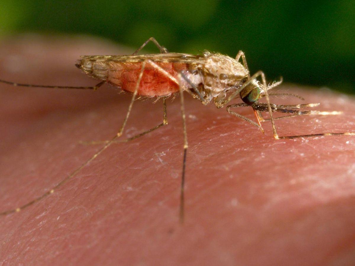 Une bactérie découverte dans l'intestin des moustiques pourrait endiguer le paludisme Une bactérie découverte dans l'intestin des moustiques pourrait endiguer le paludisme
