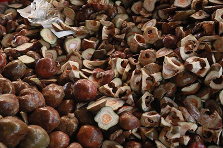 Vente de la noix de palmier doum à Niamey : Un business rentable pour les jeunes Vente de la noix de palmier doum à Niamey : Un business rentable pour les jeunes