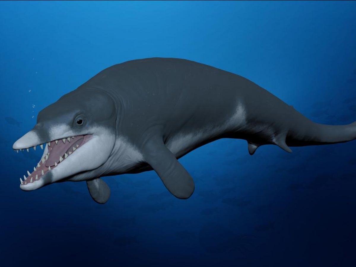 Une nouvelle espèce de baleine documente la transition des cétacés vers le milieu aquatique Une nouvelle espèce de baleine documente la transition des cétacés vers le milieu aquatique