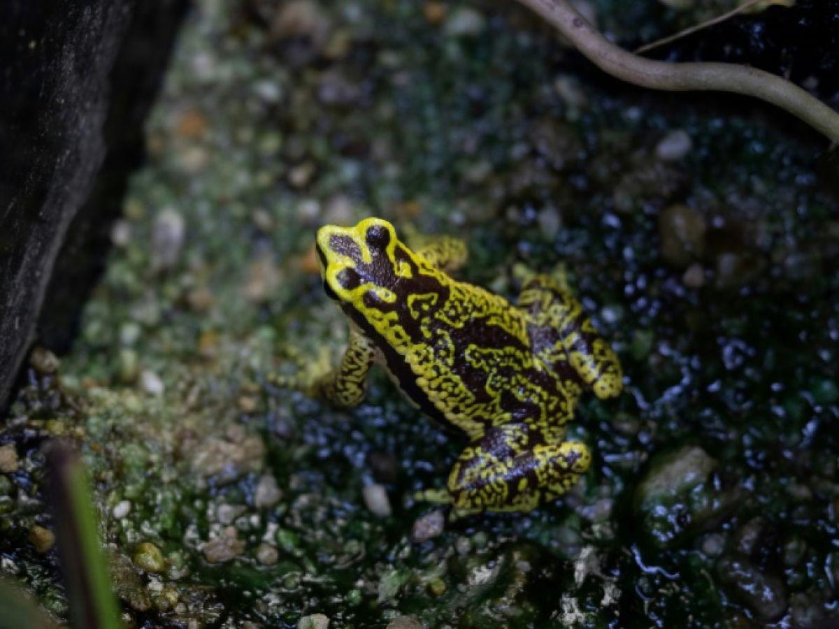 Des scientifiques alertent sur la perte de branches entières de l' Des scientifiques alertent sur la perte de branches entières de l'