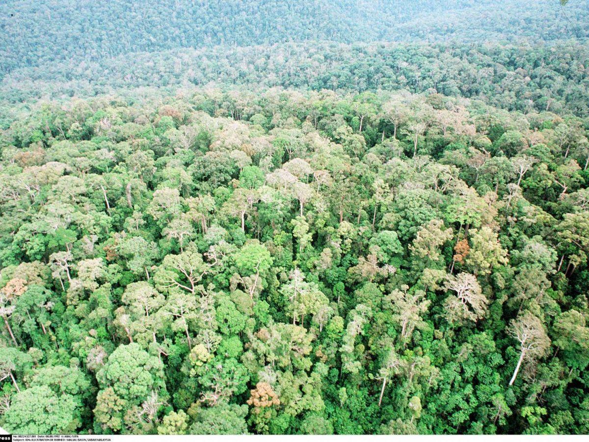 Comment restaurer une forêt tropicale ? Comment restaurer une forêt tropicale ?