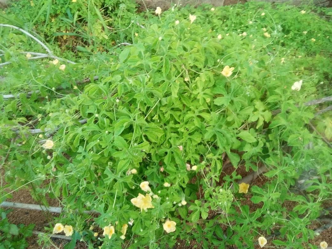 La Margose : une plante aux multiples vertus La Margose : une plante aux multiples vertus