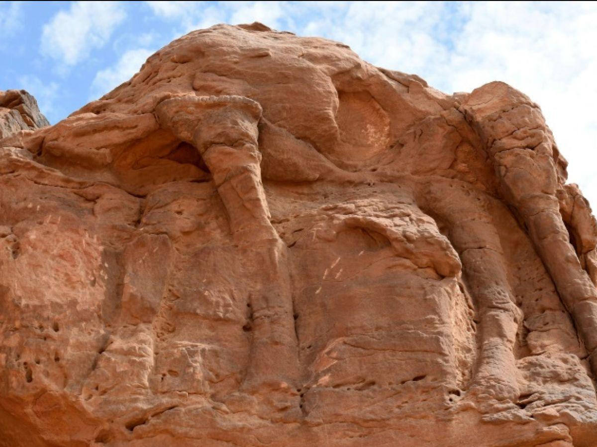 Des gravures d'une espèce disparue de dromadaires dans le désert d'Arabie saoudite Des gravures d'une espèce disparue de dromadaires dans le désert d'Arabie saoudite