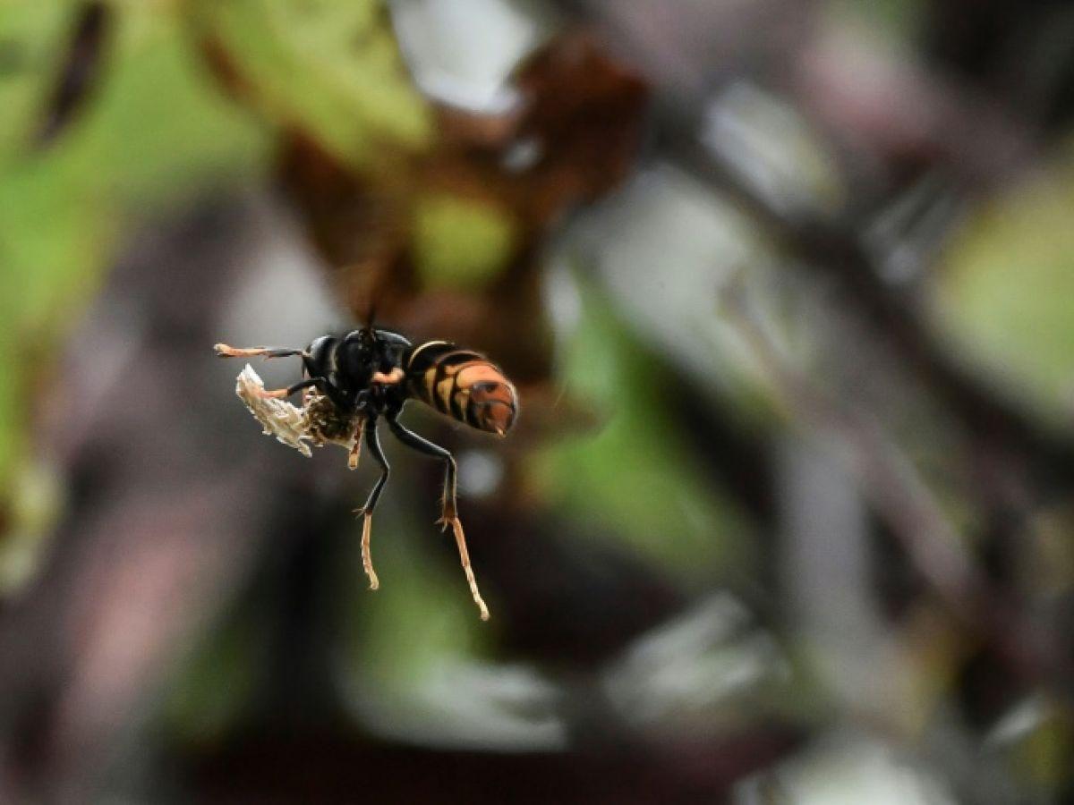 Avec le réchauffement climatique, les insectes font de la résistance en automne Avec le réchauffement climatique, les insectes font de la résistance en automne