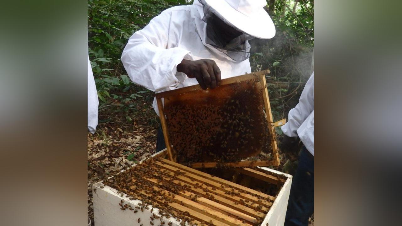 Initiative – Djibrilla Alio Sanda promoteur de ‘’Prams Miel’’ : L’apiculture comme créneau pour gagner sa vie Initiative – Djibrilla Alio Sanda promoteur de ‘’Prams Miel’’ : L’apiculture comme créneau pour gagner sa vie