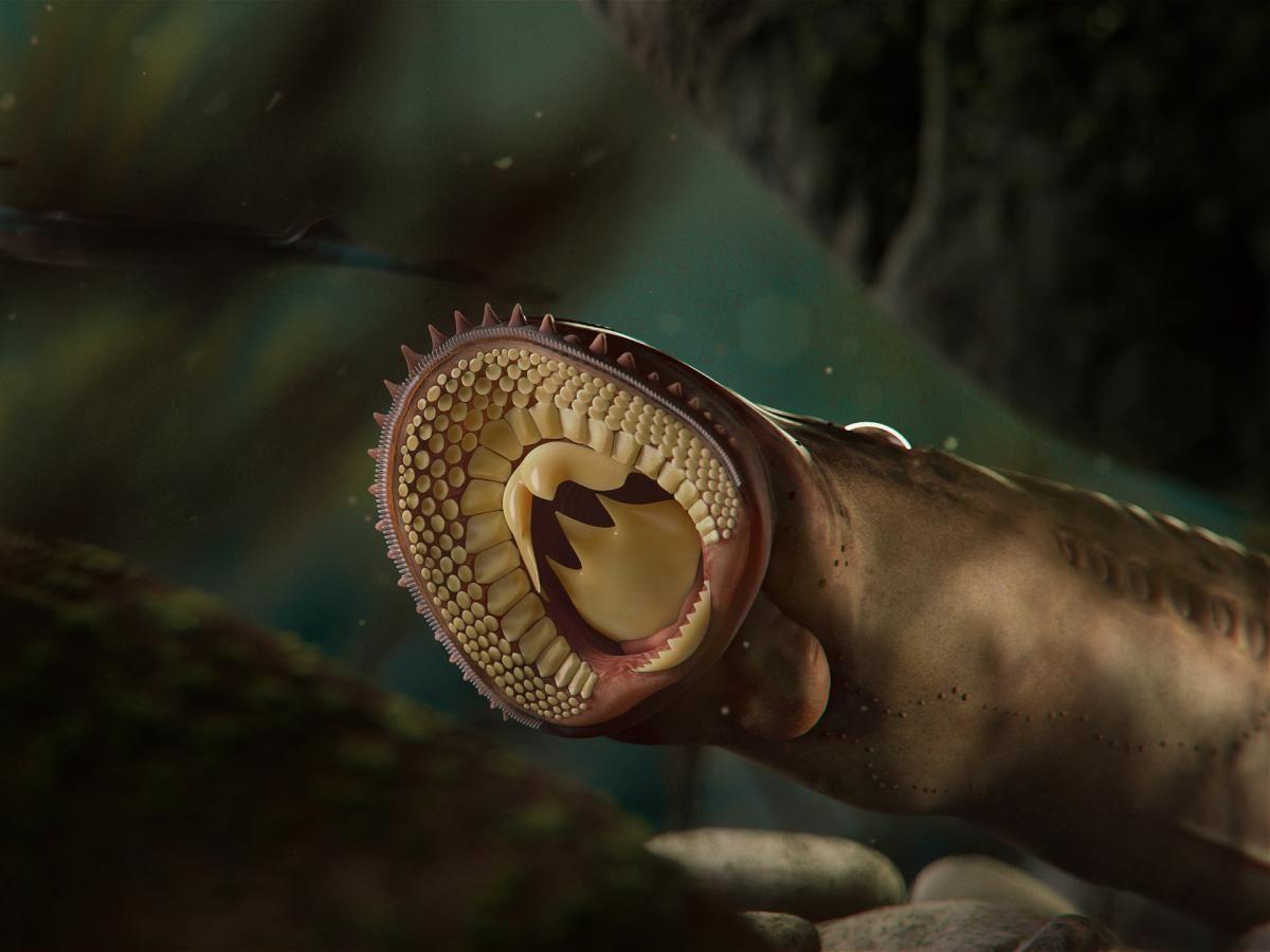 Ces lamproies du Jurassique avaient déjà une bouche effrayante Ces lamproies du Jurassique avaient déjà une bouche effrayante