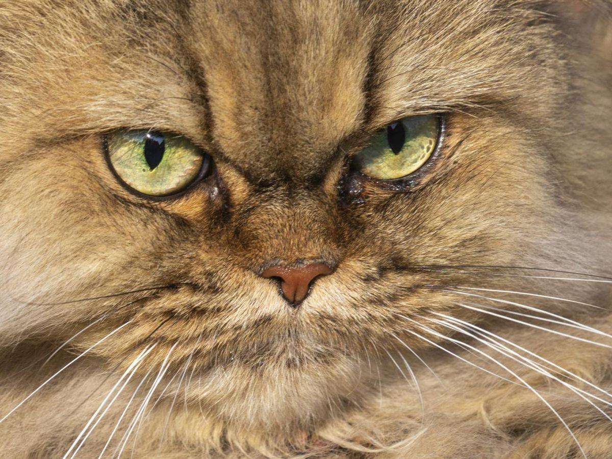 Les chats possèdent 276 expressions faciales différentes ! Les chats possèdent 276 expressions faciales différentes !