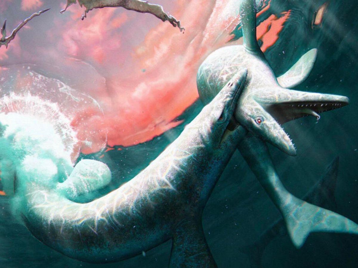 Découverte d'une nouvelle espèce de mosasaure, reptile marin de la fin du Crétacé Découverte d'une nouvelle espèce de mosasaure, reptile marin de la fin du Crétacé