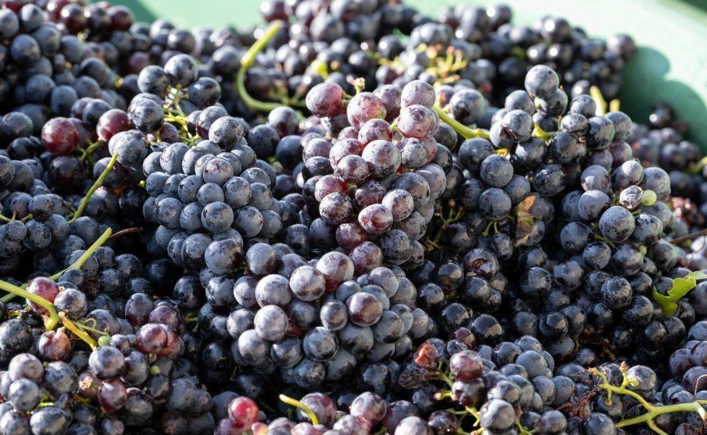 Les 5 principaux bienfaits du raisin pour la santé Les 5 principaux bienfaits du raisin pour la santé