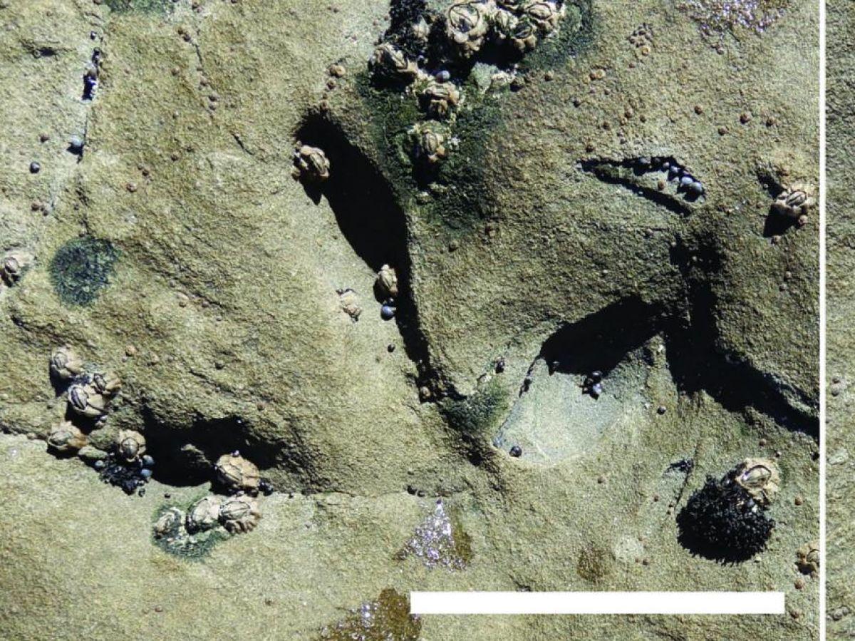 Les plus anciennes empreintes d'oiseaux de l'hémisphère Sud Les plus anciennes empreintes d'oiseaux de l'hémisphère Sud