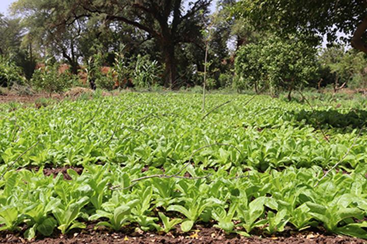 Préparatifs de la campagne de cultures maraîchères à Niamey : Après les champs dunaires, les producteurs entament les cultures de contre-saison Préparatifs de la campagne de cultures maraîchères à Niamey : Après les champs dunaires, les producteurs entament les cultures de contre-saison