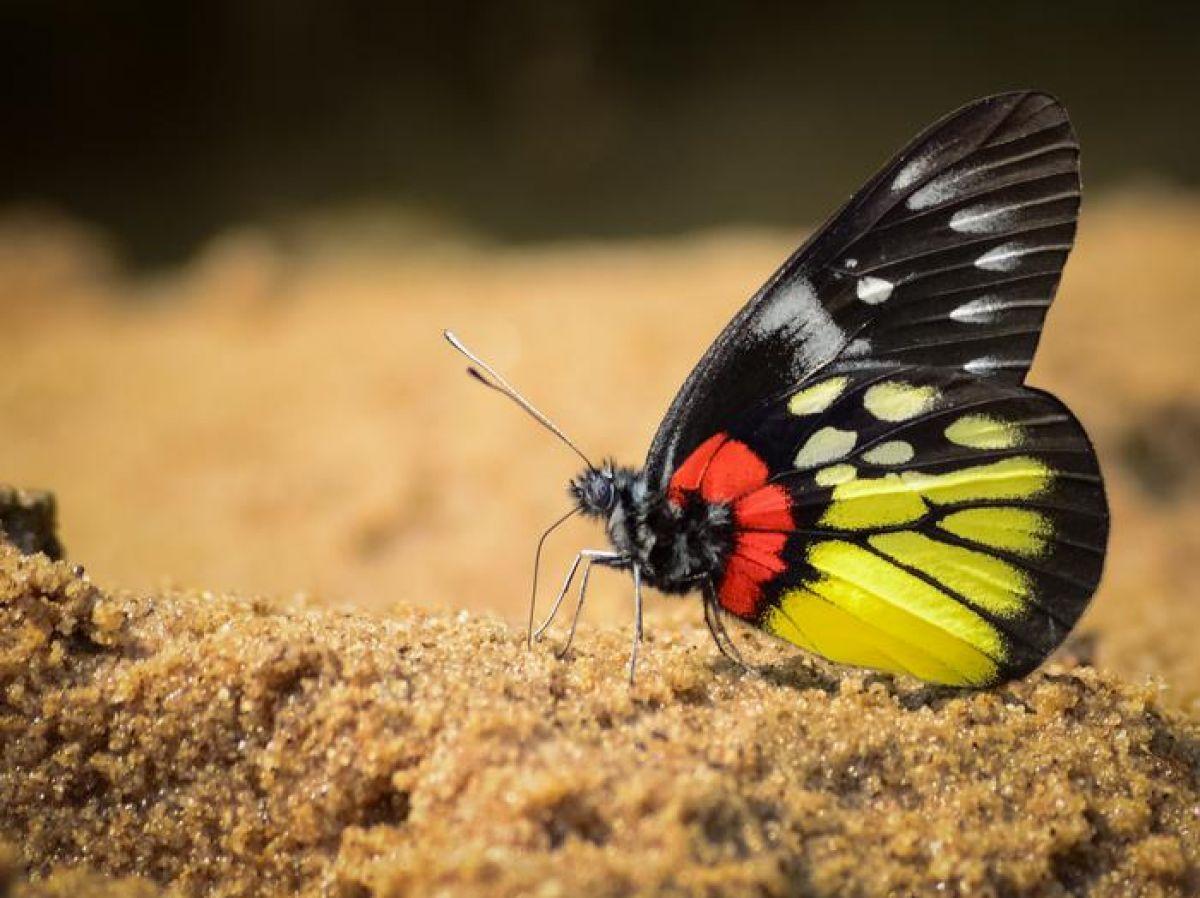 Comment les réseaux sociaux aident à protéger la biodiversité Comment les réseaux sociaux aident à protéger la biodiversité