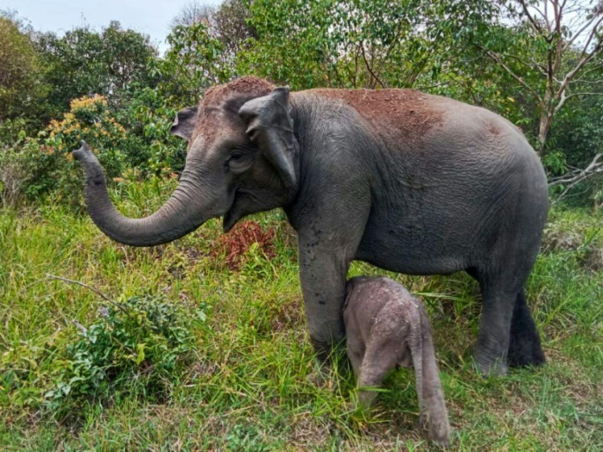 Indonésie : naissance d'un éléphant de Sumatra, espèce menacée d'extinction Indonésie : naissance d'un éléphant de Sumatra, espèce menacée d'extinction