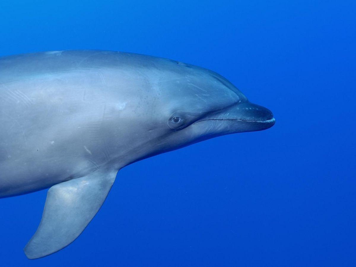 Les grands dauphins sont bien sensibles à l'électricité, confirme une étude Les grands dauphins sont bien sensibles à l'électricité, confirme une étude