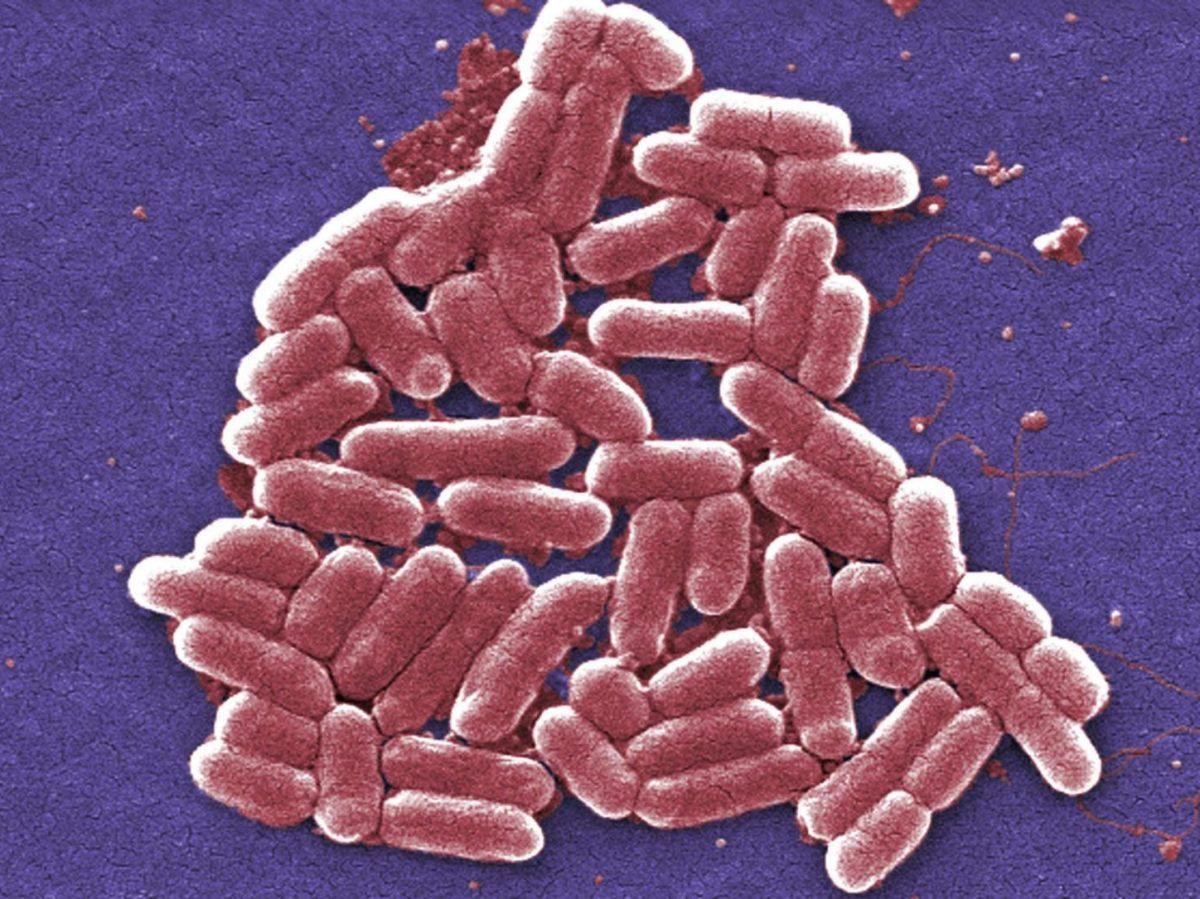 Les bactéries peuvent transmettre leur Les bactéries peuvent transmettre leur