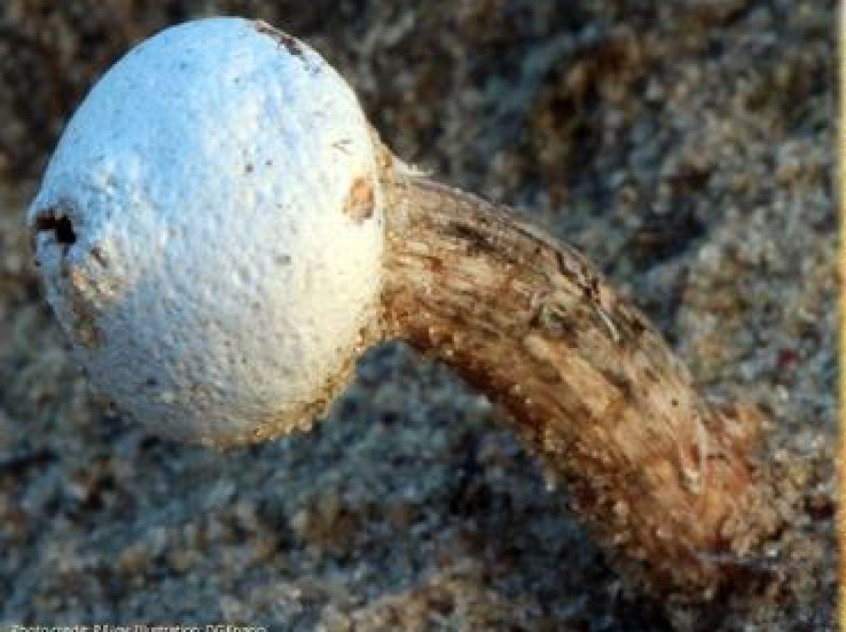 Une nouvelle espèce de champignon baptisée d'après le ver des sables de Dune Une nouvelle espèce de champignon baptisée d'après le ver des sables de Dune