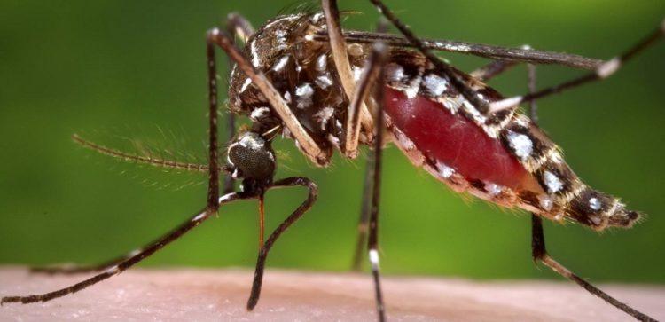 Dengue : Une opération de destruction des gites larvaires le 9 décembre 2023 sur toute l’étendue du territoire Dengue : Une opération de destruction des gites larvaires le 9 décembre 2023 sur toute l’étendue du territoire