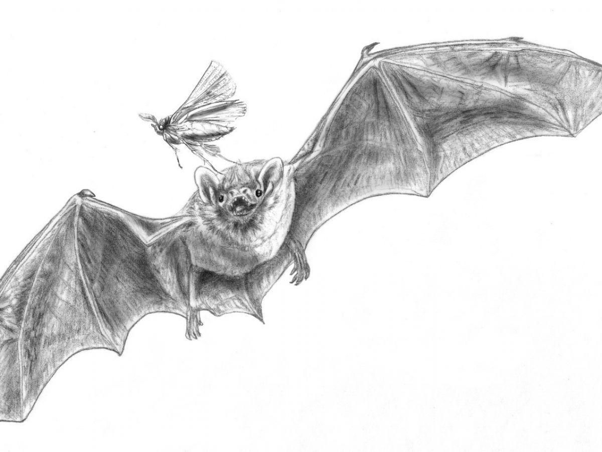 Une chauve-souris vieille de 50 millions d'années pratiquait-elle déjà l'écholocalisation ? Une chauve-souris vieille de 50 millions d'années pratiquait-elle déjà l'écholocalisation ?