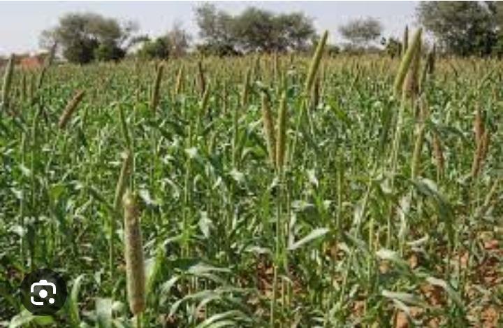 Campagne agricole à Tahoua : 648 villages déclarés déficitaires à plus 50% Campagne agricole à Tahoua : 648 villages déclarés déficitaires à plus 50%