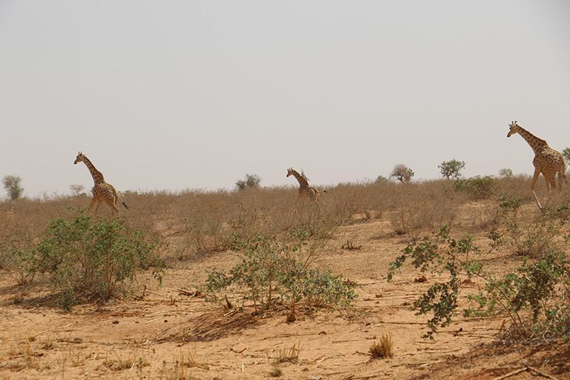 Girafes de Kouré : Une véritable merveille touristique pour le Niger