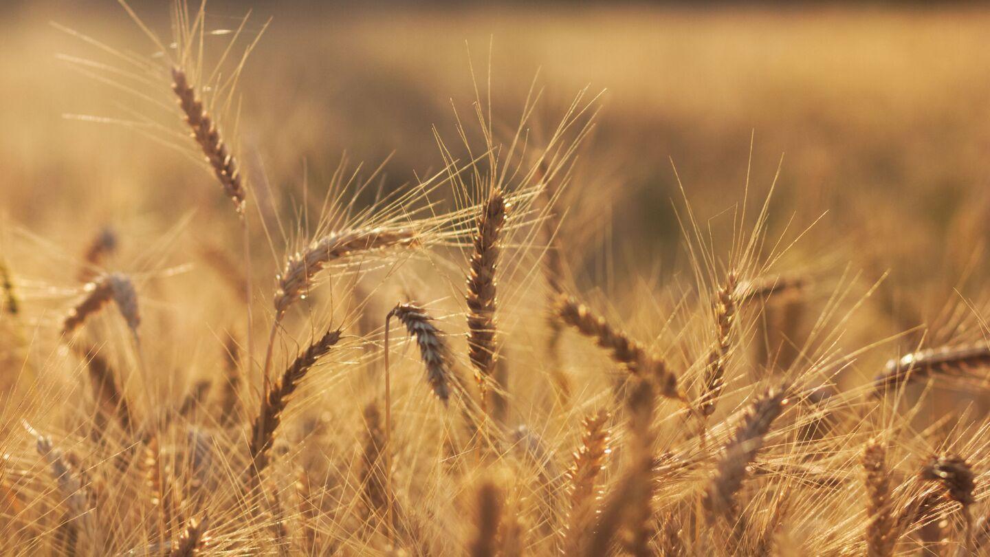 Les exportations de produits agro-alimentaires russes vers l'Afrique ont augmenté d'un quart en 2023 Les exportations de produits agro-alimentaires russes vers l'Afrique ont augmenté d'un quart en 2023