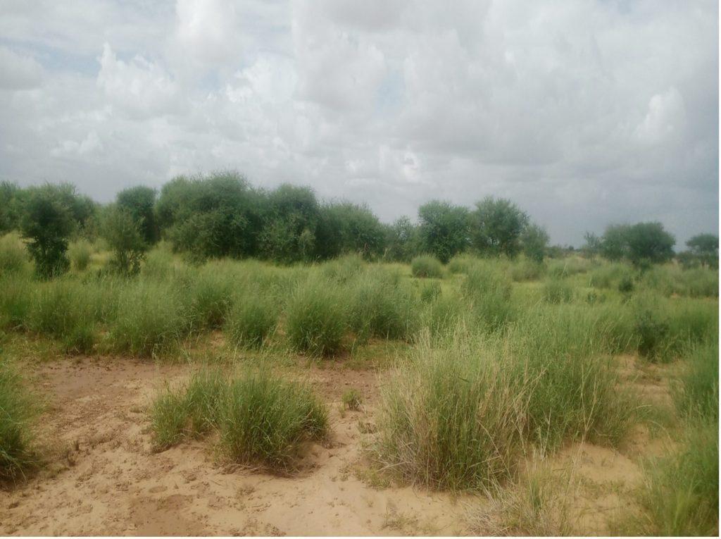 Protection et préservation de l’Environnement à Ingall : Nécessité de poursuivre les actions de restauration des terres dégradées et de gestion durable des ressources naturelles Protection et préservation de l’Environnement à Ingall : Nécessité de poursuivre les actions de restauration des terres dégradées et de gestion durable des ressources naturelles