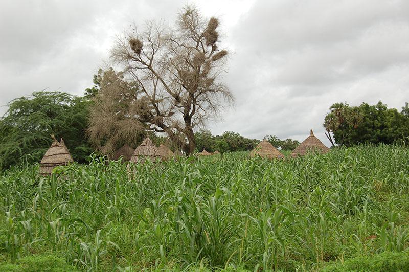Cohabitation entre agriculteurs et éleveurs dans le département de Dosso : Promouvoir la coexistence pacifique et le vivre ensemble entre les acteurs ruraux Cohabitation entre agriculteurs et éleveurs dans le département de Dosso : Promouvoir la coexistence pacifique et le vivre ensemble entre les acteurs ruraux