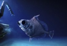 Vers une Meilleure Connaissance de la Nature 2025-2050 Vers une Meilleure Connaissance de la Nature 2025-2050