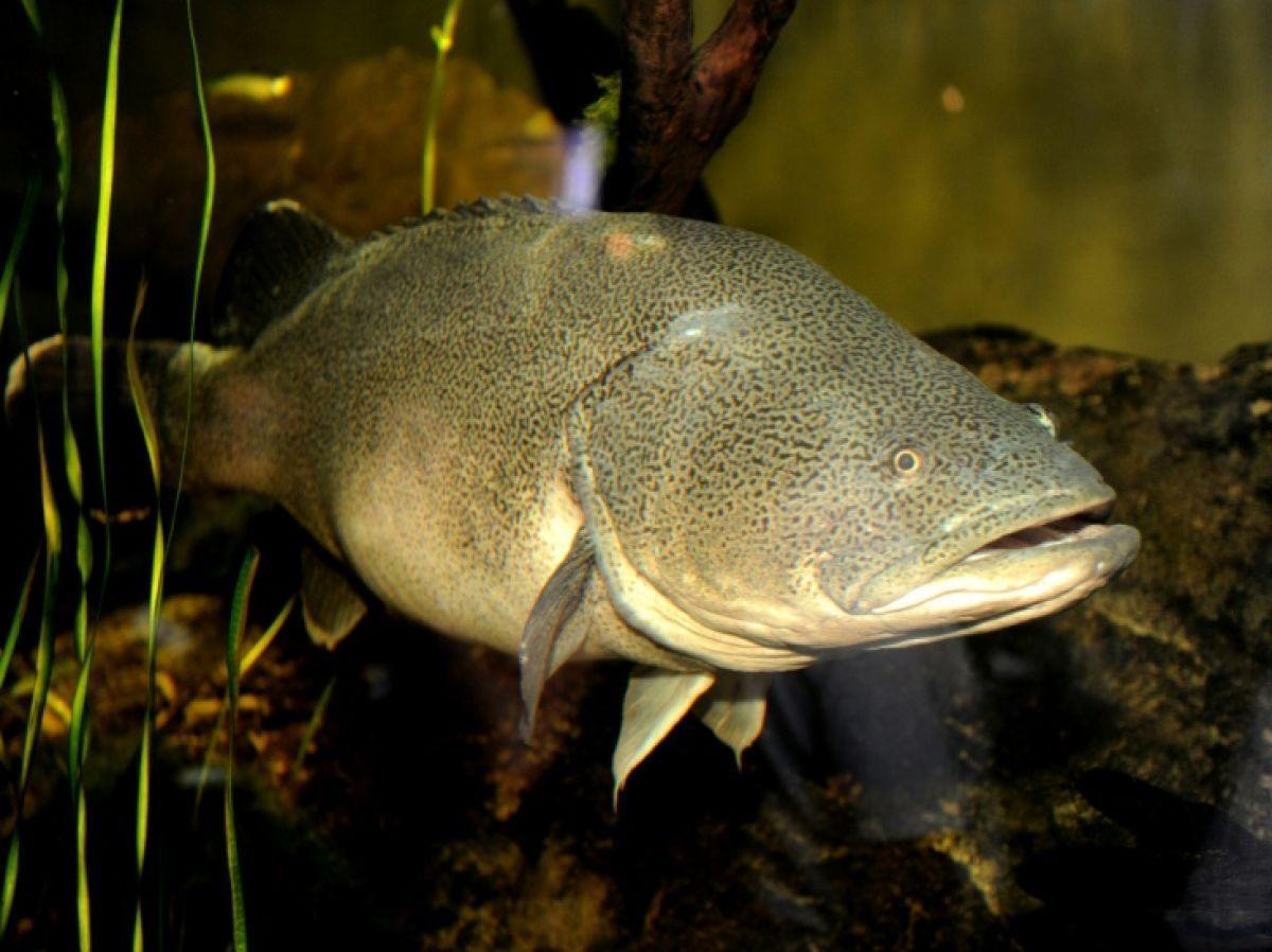 Record Inattendu de Nage d'une Morue en Australie Record Inattendu de Nage d'une Morue en Australie