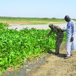 Prolifération de la Jacinthe d’Eau sur le Fleuve Niger Prolifération de la Jacinthe d'Eau sur le Fleuve Niger