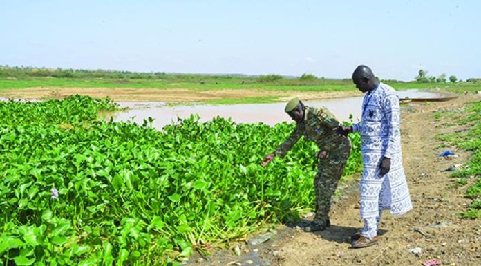 Prolifération de la Jacinthe d’Eau sur le Fleuve Niger Prolifération de la Jacinthe d'Eau sur le Fleuve Niger