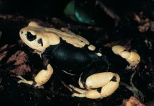 Crapauds Exceptionnels Ne Deviendront Jamais Têtards Crapauds Exceptionnels Ne Deviendront Jamais Têtards