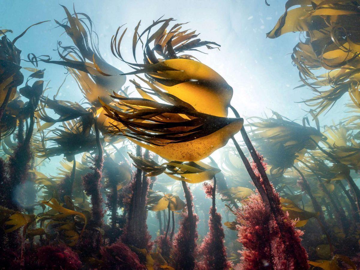 Les Promesses De La Pompe Océanique Les Promesses De La Pompe Océanique