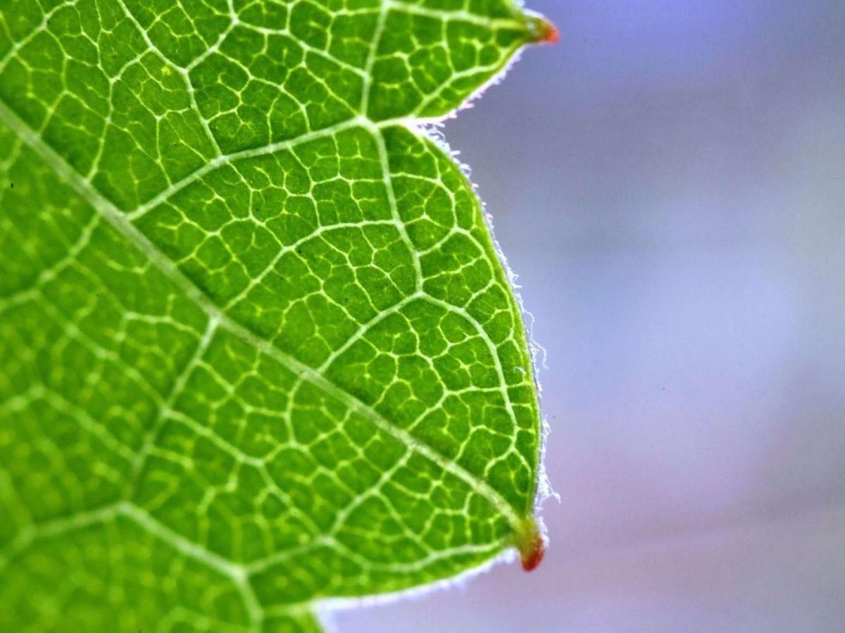 Feuille Semi-Artificielle Transforme CO2 en Produit Précieux Feuille Semi-Artificielle Transforme CO2 en Produit Précieux